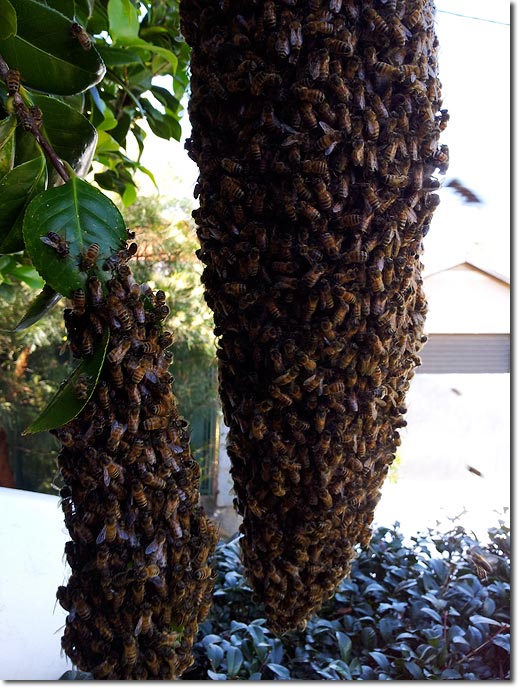 Honey Bee Hive Designs http://permaculturenews.org/2013/08/05/hive 