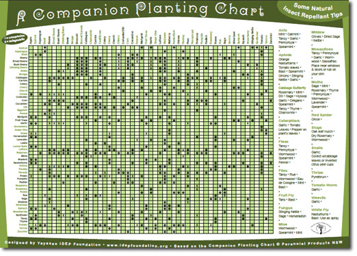 Companion Planting Guide - The Permaculture Research Institute