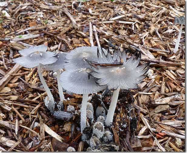 100 Types Of Garden Mushrooms Pictures Of Wild Mushrooms