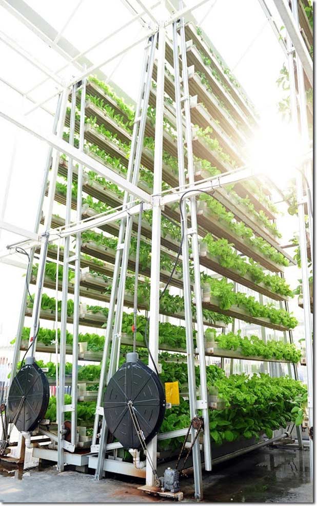 Vertical Farming: Singapore's Solution to Feed the Local ...