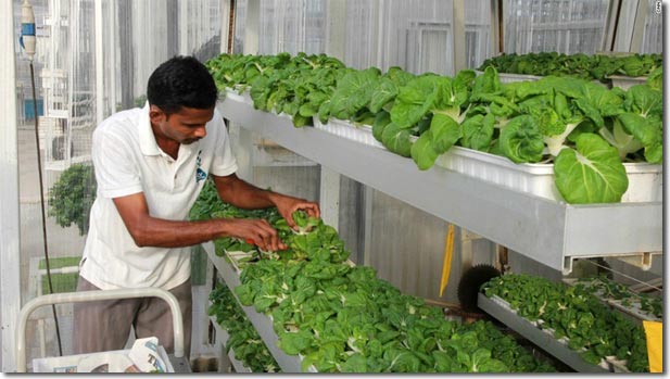 Vertical Farming: Singapore's Solution to Feed the Local ...