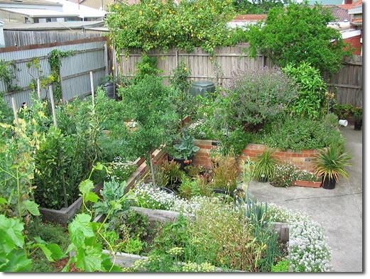 Lessons from an Urban Back Yard Food Forest Experiment ...