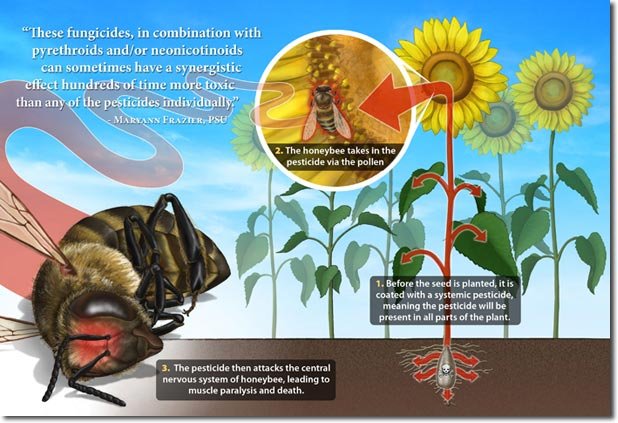 https://www.permaculturenews.org/images/neonicotinoids_food_chain.jpg