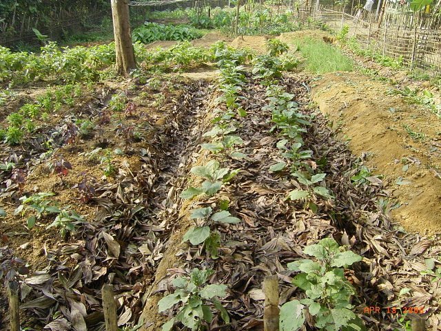 Mulched contour garden beds