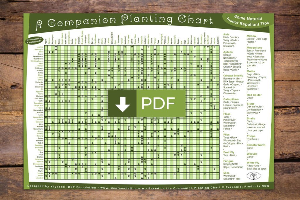 Companion Planting Guide The, Gardening Tips For Beginners Pdf