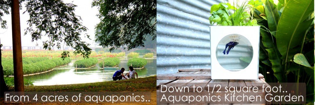 Aquaponics scale 4 acres to 1 sq foot Kitchen Garden v3