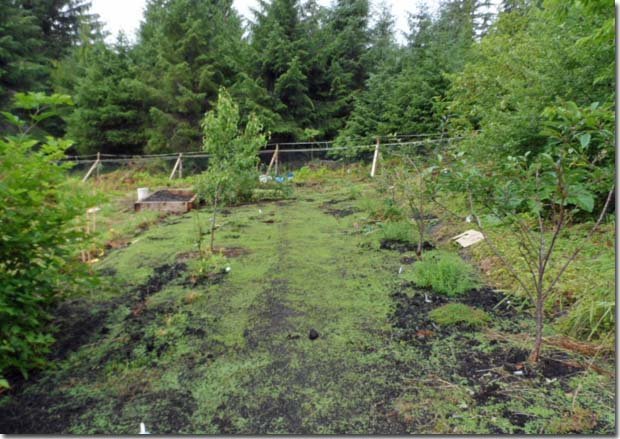 Deer-Proof Fence - The Permaculture Research Institute