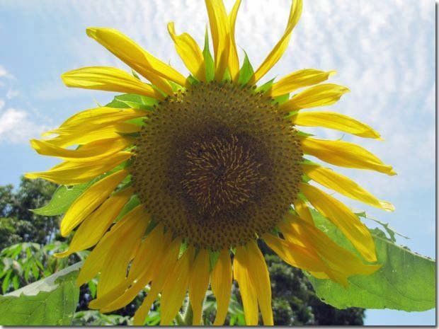 Sunflower-in-the-sky