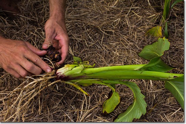 Growing Queensland Arrowroot- Canna Edulis - The Permaculture