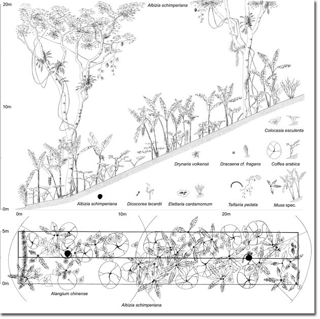 4-Chagga-Homegarden-Vegetation-Profile-(Dr.-Andreas-Hemp,-2005)