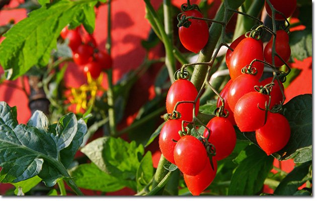 Planting-in-Pots-Tomato