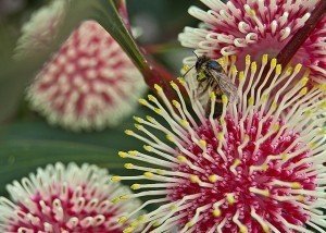 Pincushion Hakea