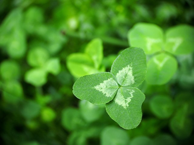 Incredible Clover (Courtesy of Takashi .M)