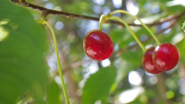 Pin Cherry(Prunus pensylvanica) 
