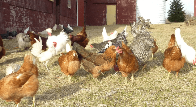 Feeding-Backyard-Chickens09