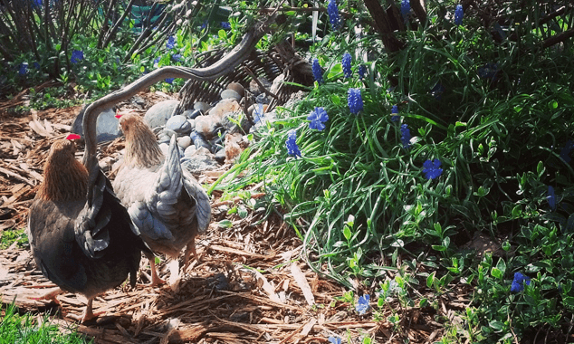Feeding-Backyard-Chickens14