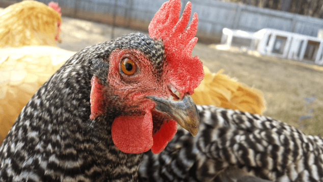 Feeding-Backyard-Chickens26
