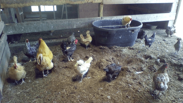 Feeding-Backyard-Chickens35