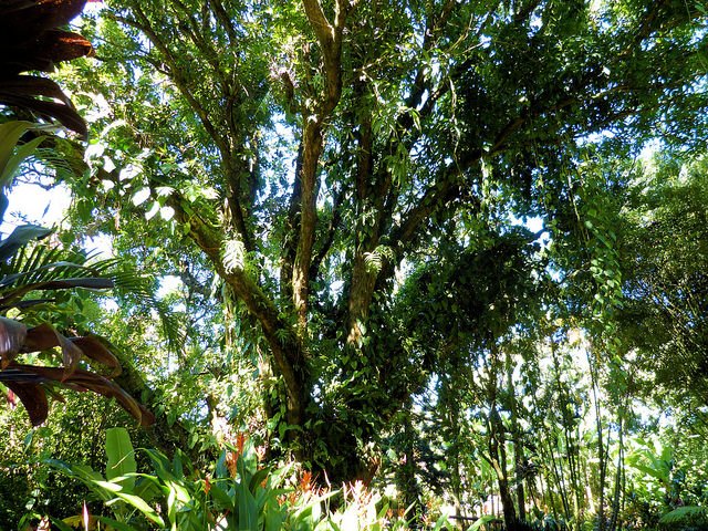 Mango Tree (Courtesy of Alden Cornell)