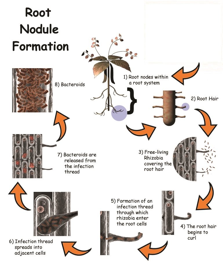 nodule_formation