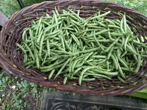 An abundance of green beans from Snarky Acres