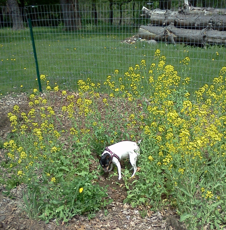 River (my little Toy Fox Terrier) digging amongst the flowering turnips. Also, the wood Colin helped us bury for our hugelkultur bed is in the background.