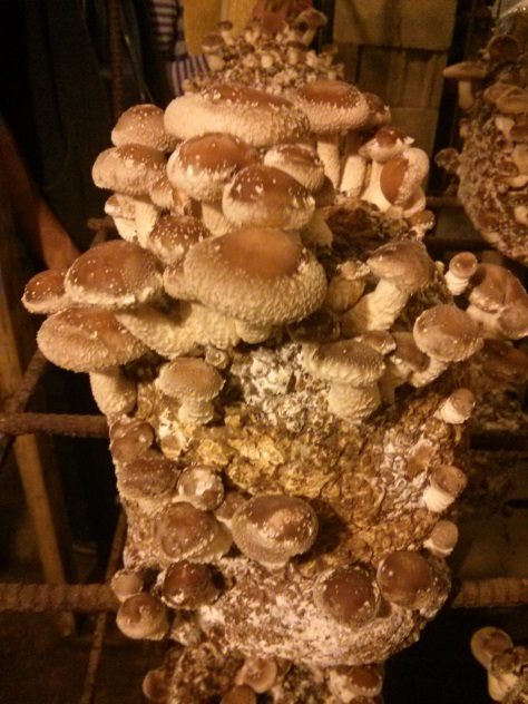 You can grow mushrooms anywhere, even in your apartment or house.