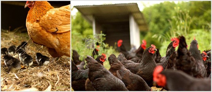Chickens-at-Zaytuna-Farm