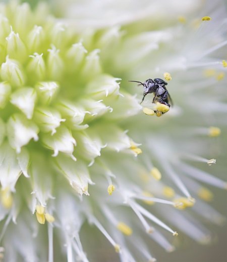 Close up of a very tiny minute Australian native stingless Bee Tetragonula on an onion flower