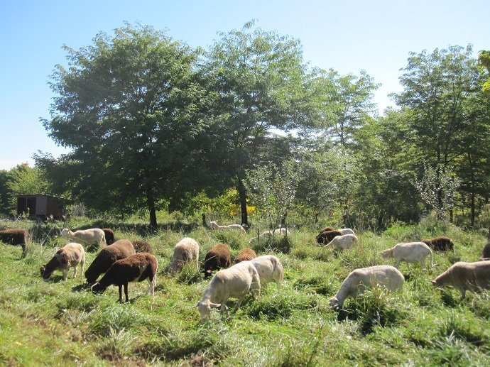  Sheep grazing on grass-clover pasture in understory of agroforestry planting including honey locust, black walnut, persimmon, mulberry, pear and more. Heifer Overlook Farm, Massachusetts, USA.