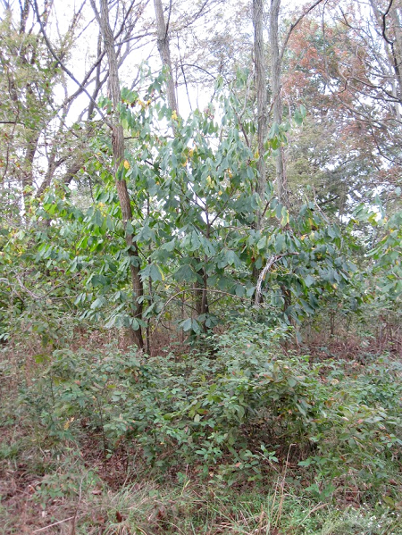 Figure 1. Black locust and pawpaw in a wild-occurring model for polyculture systems. The black locust forms the canopy, and fixes nitrogen. Pawpaw is a fruit tree that likes some shade and appreciates the nitrogen. Both sucker, so the whole polyculture can spread to new areas. Note this is the American pawpaw Asimina triloba, not the Caribbean and Australian pawpaw which is papaya, Carica papaya.