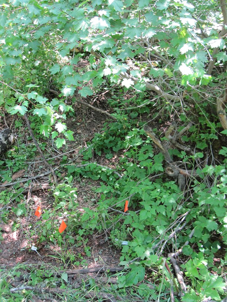 Figure 2. Woodbine Ecology Center, Colorado USA. We planted native whitestem gooseberry under an existing Rocky Mountain maple with a wild raspberry understory, as a result of a design using the process described in this article.