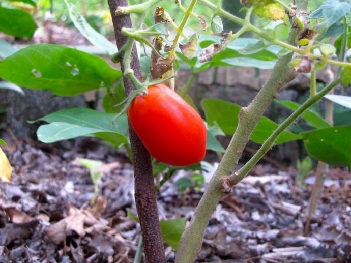 Tomato by Mulch