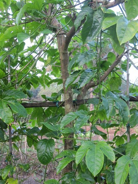 Figure 7. This is a living trellis of passionfruit on madre de cacao, a nitrogen fixing tree. I visited this site annually for years and saw that the passionfruit vines were not planted until the trellis trees were at least three years old. Meanwhile sun-loving annuals were grown beneath.
