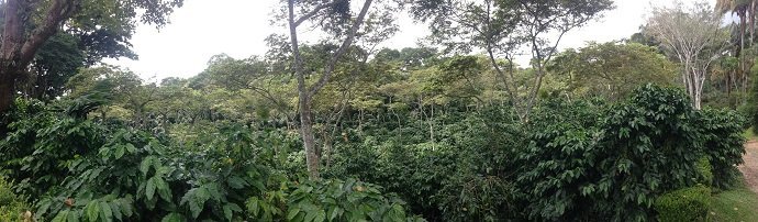 Figure 8. Shade coffee is a commercial perennial polyculture. Here coffee is grown in the shade of nitrogen fixing Inga species.