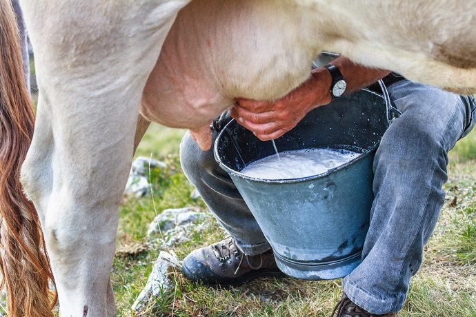 milking of a cow full bucket - 01