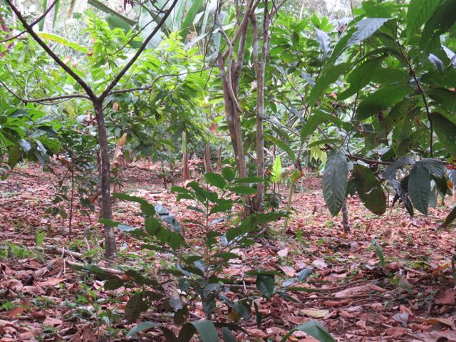 Cacao Under Canopy