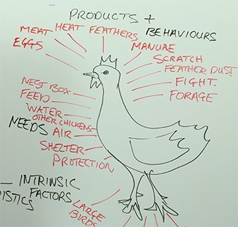 Chicken-products-behaviours