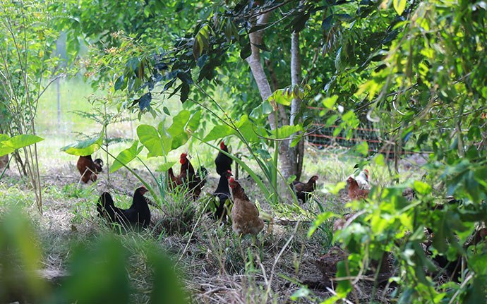 Chickens-in-Food-Forest