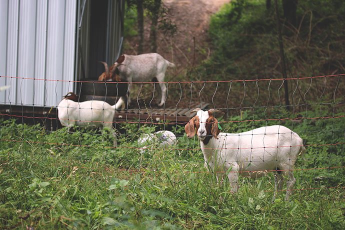 Goats-Permaculture-Animal-Systems