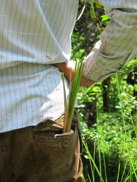 Vetiver grass strategically placed in a back pocket for future planting.