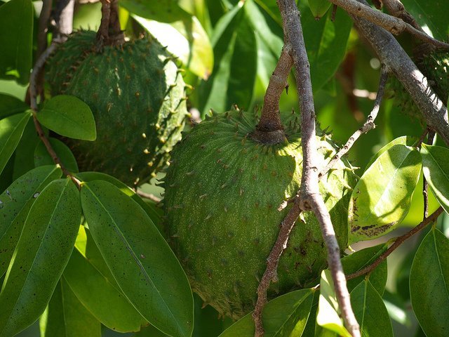  Guanabana Tree (Courtesy of Rafal Prochniak)