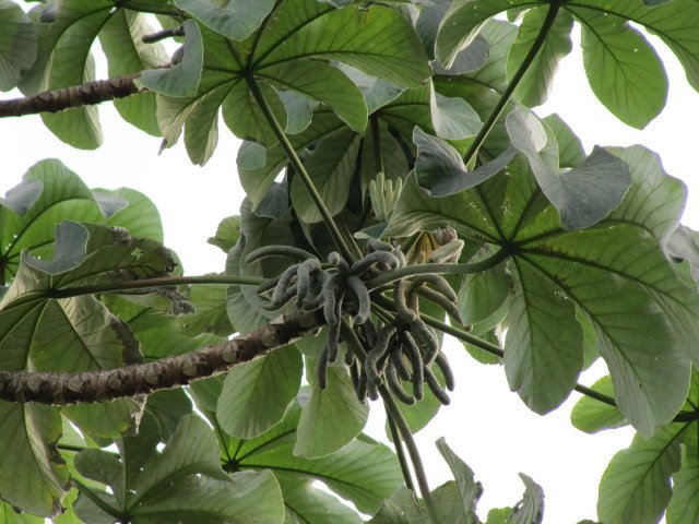 Trumpet Tree (Courtesy of Leonara Enking)