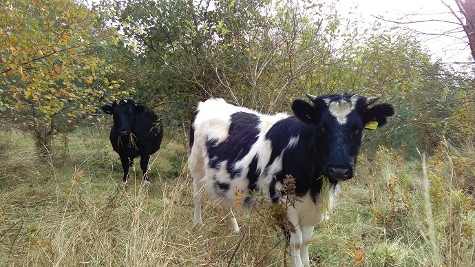 shetland cows