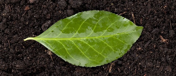 Green Leaf Manure - A Useful Organic Manure - The Permaculture Research  Institute