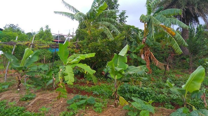 Bananas and other plants fed by manured water