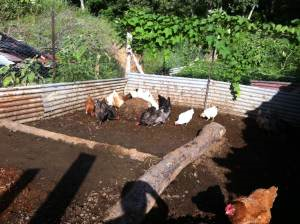 Our chickens further composting the biodigester slurry 