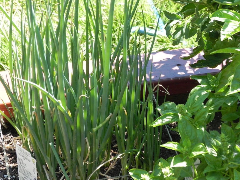 Bunching Onions (Courtesy of Laura Turner)