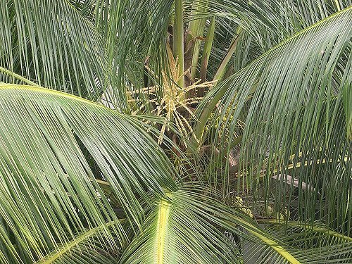 Coconuts Palm--Courtesy of Joe Zachs