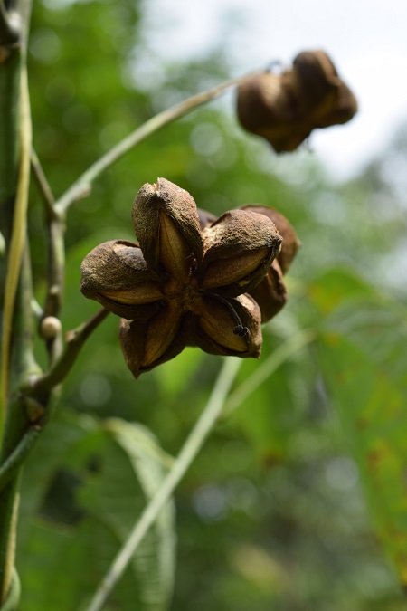 A dried Sacha Inchi nut ready for harvest.